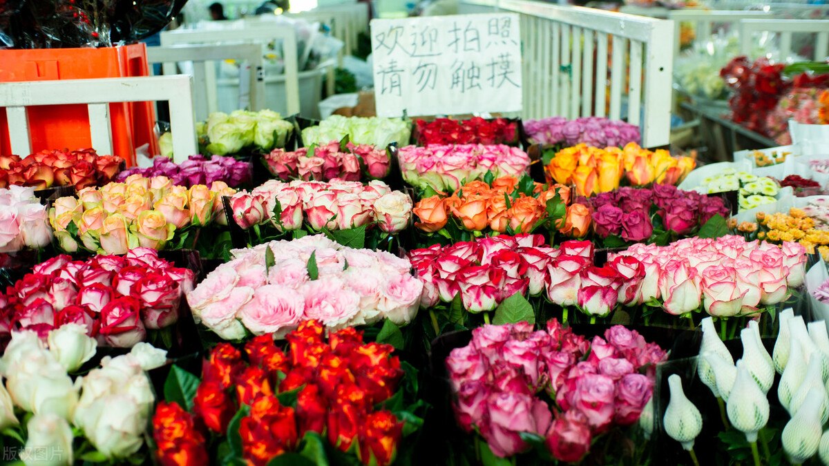 自驾从上海到昆明沿途旅游景点,大理和昆明之间有什么旅游景点