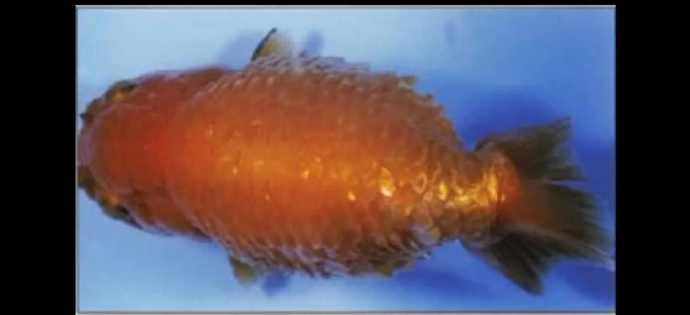 金鱼鱼病症状身体溃烂,金鱼鱼病的治疗与防治