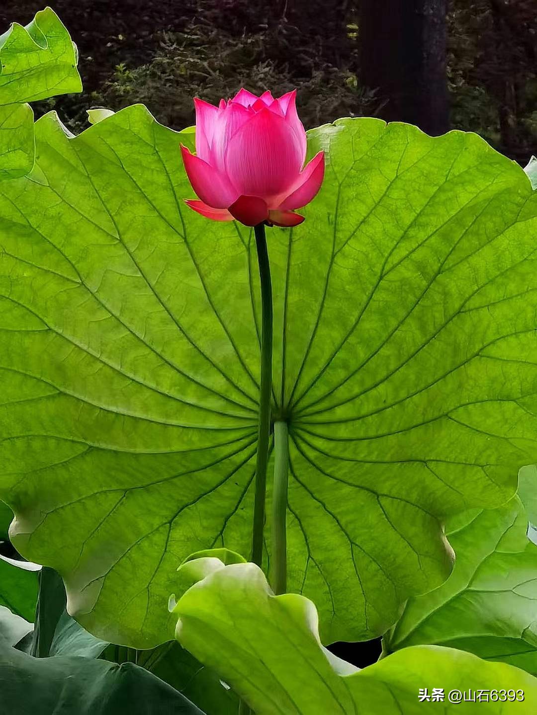 「战友美拍」“荷颂”系列17:陶俊峰的《荷叶之美》