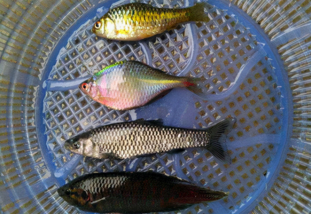 正在消失的六种河鲜,即将消失的10种河鲜