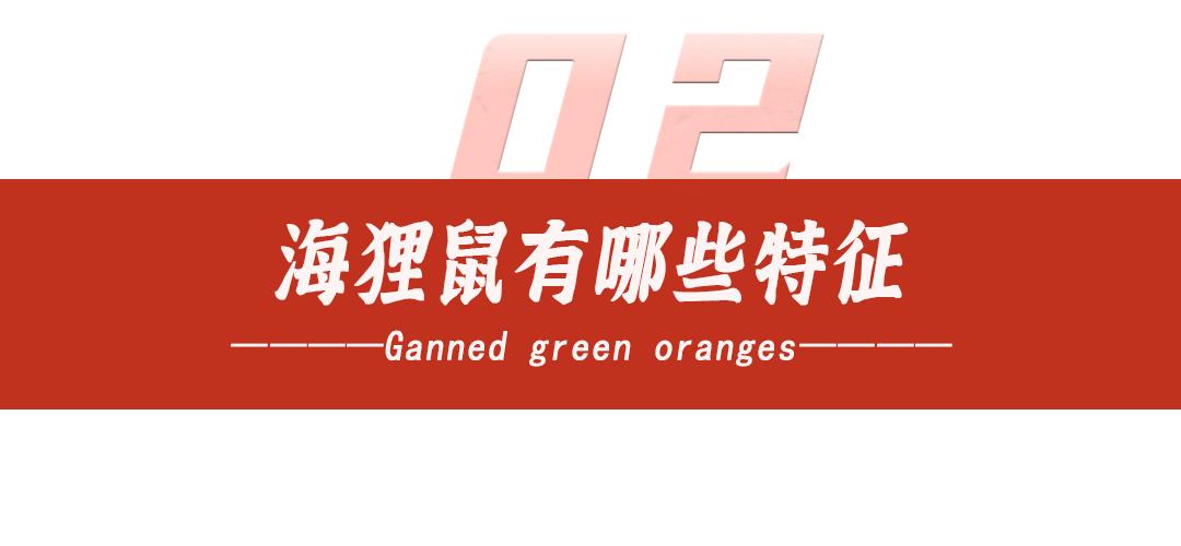 上海多地出现巨型老鼠新闻报道,上海老鼠最小的有10斤是真的吗