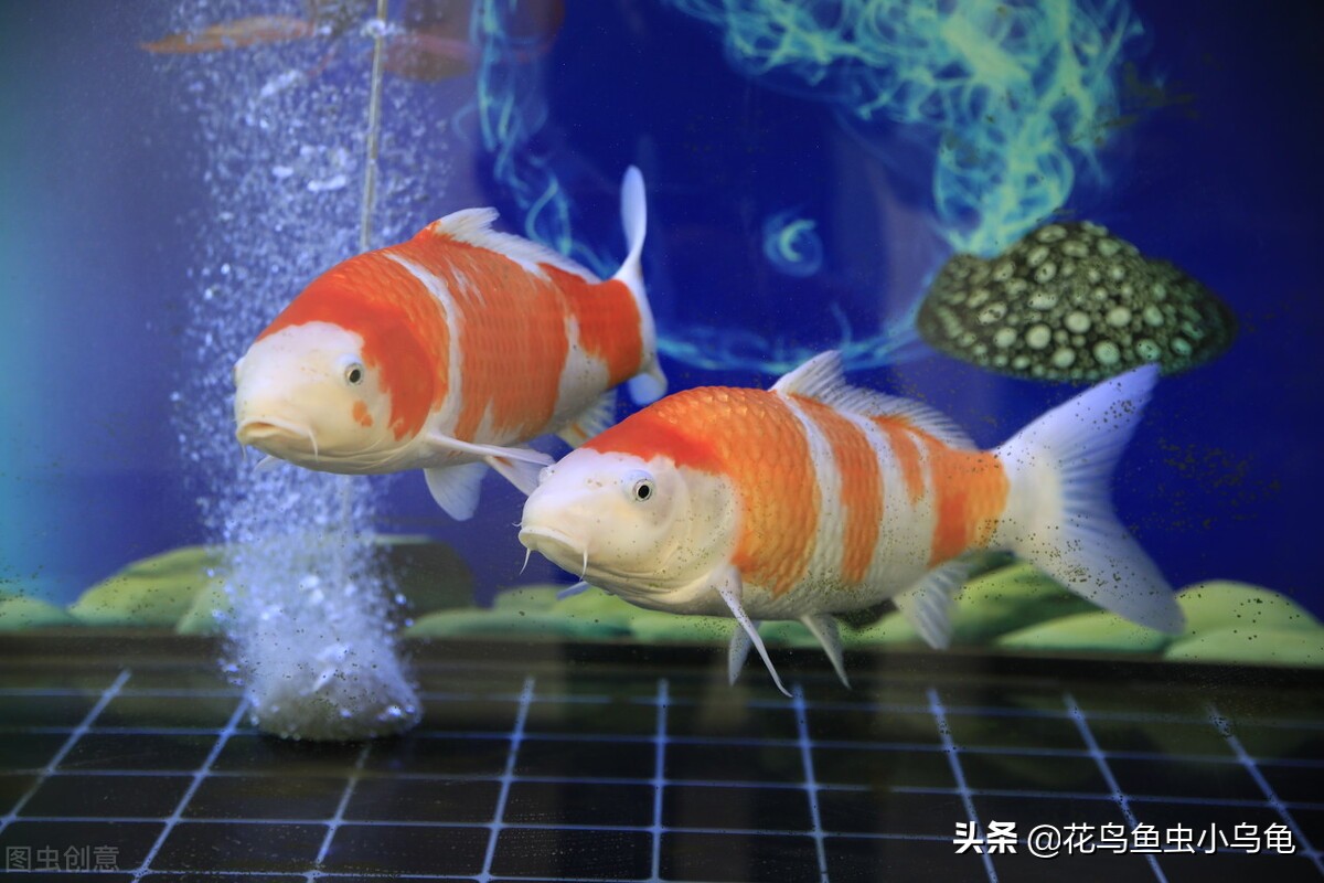 锦鲤怎么养才能养活自己,新手锦鲤怎么养