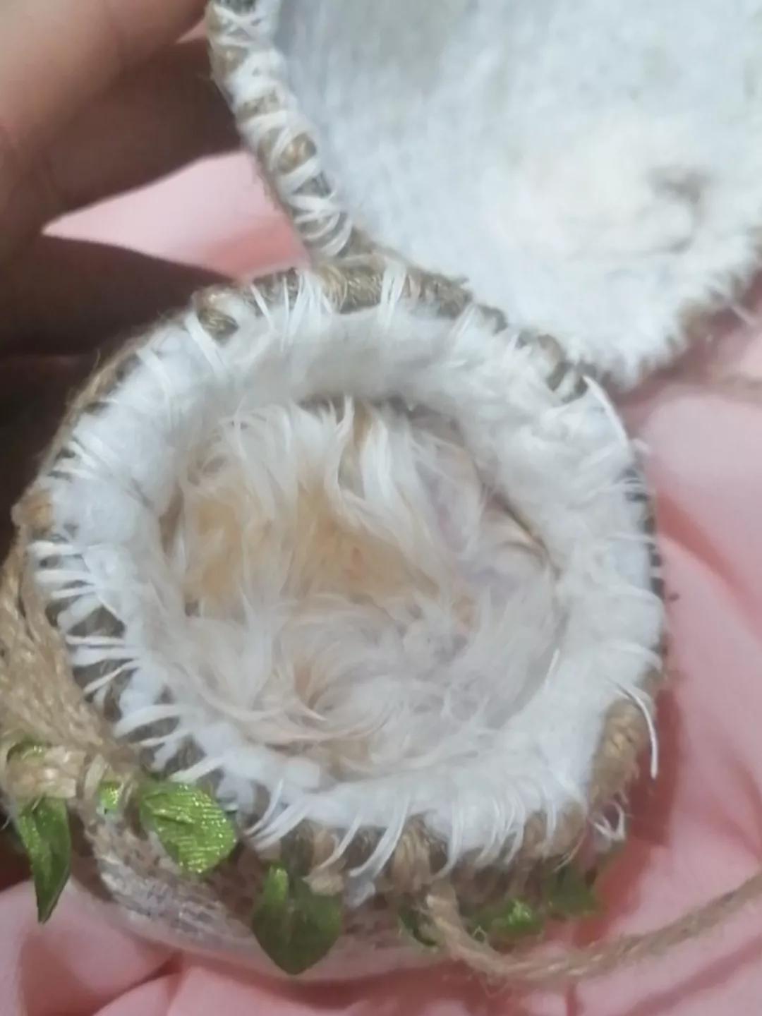 熊熊饲养,熊熊饲养方法