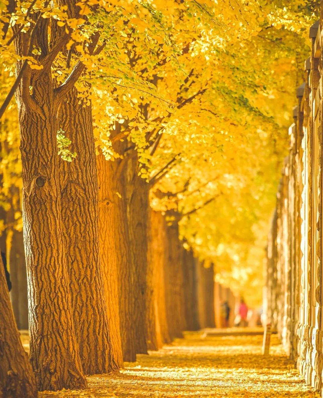 北京必去的30个赏秋地点,赏秋京城内外高颜值秋景大盘点