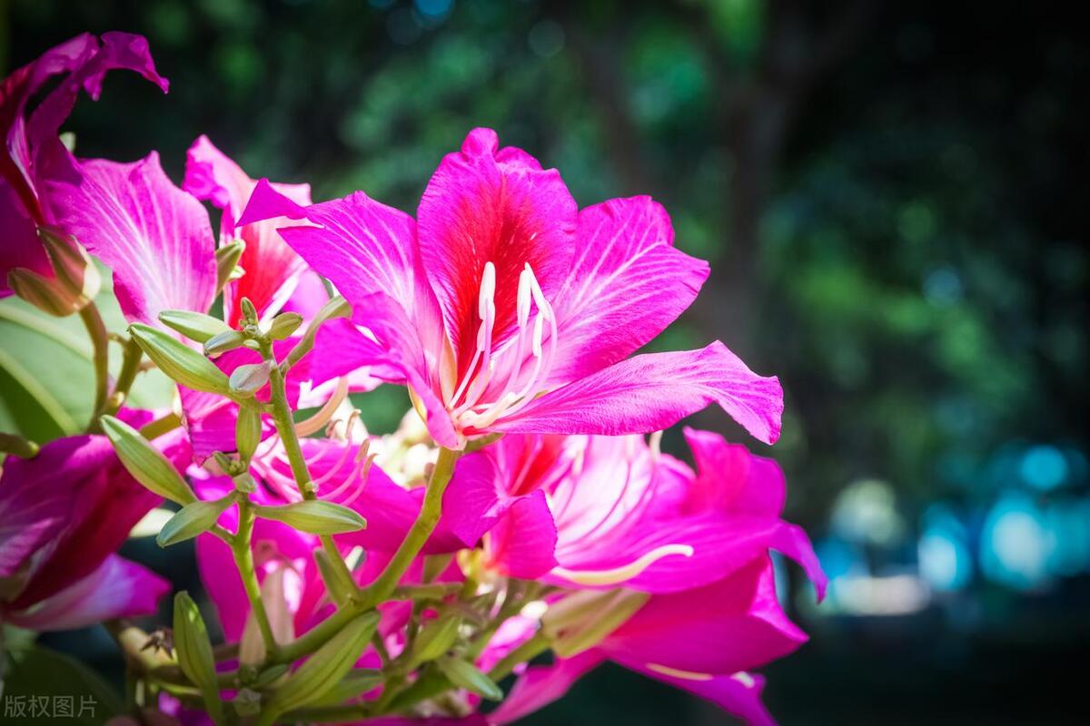 最美紫荆花海,紫荆花海图片欣赏
