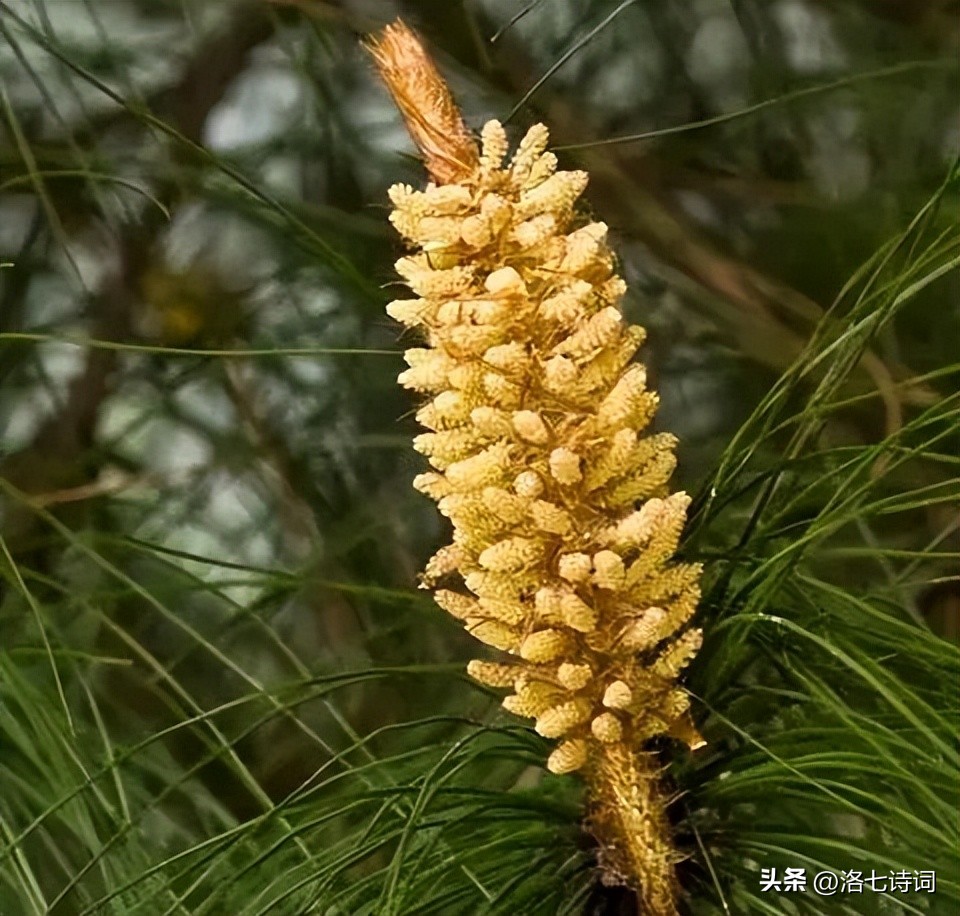 春晚赵丽颖满庭芳国色出场全过程,赵丽颖满庭芳国色是真唱吗