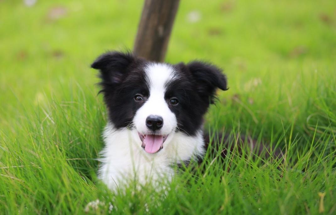 边牧不吃东西呕吐怎么回事,边牧一运动就呕吐怎么回事