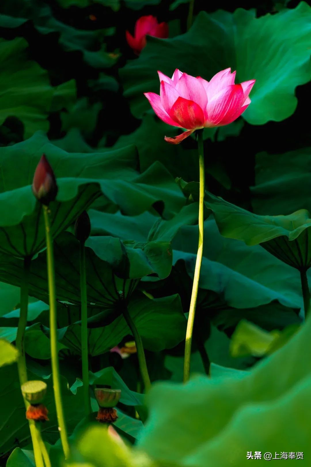 流“莲”忘返！来南桥这些地方邂逅夏天的浪漫→