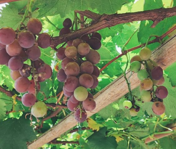 葡萄籽能抗癌抗氧化延缓衰老,抗氧化葡萄籽抗癌