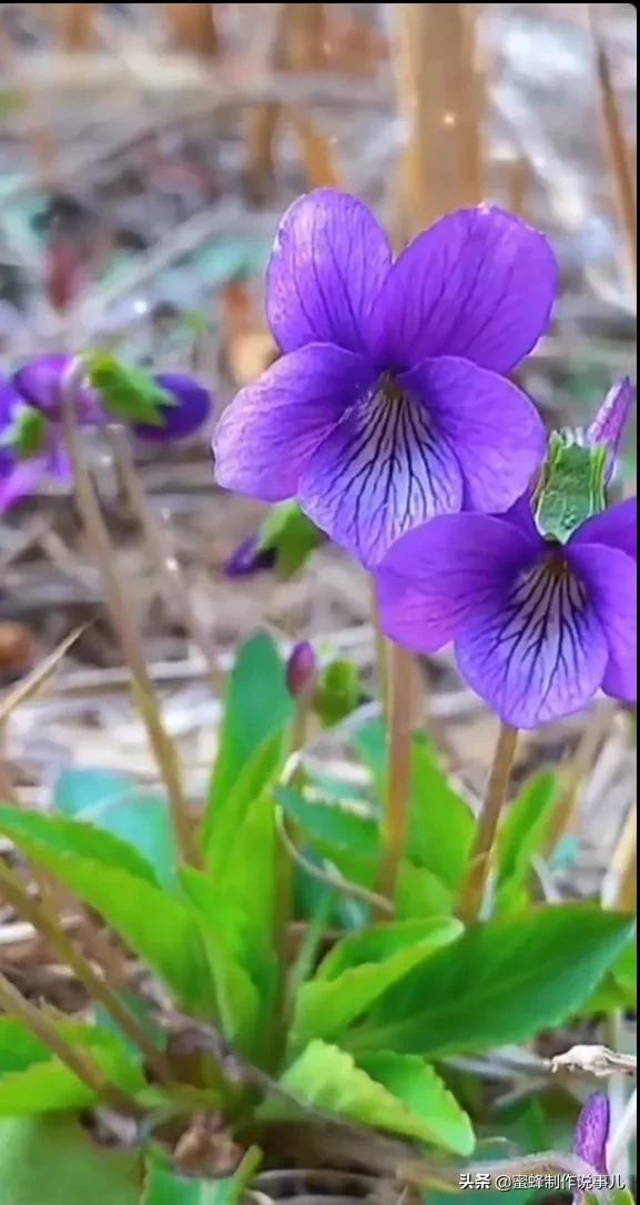 鸟语花香百花争艳让人陶醉,宁静祥和鸟语花香