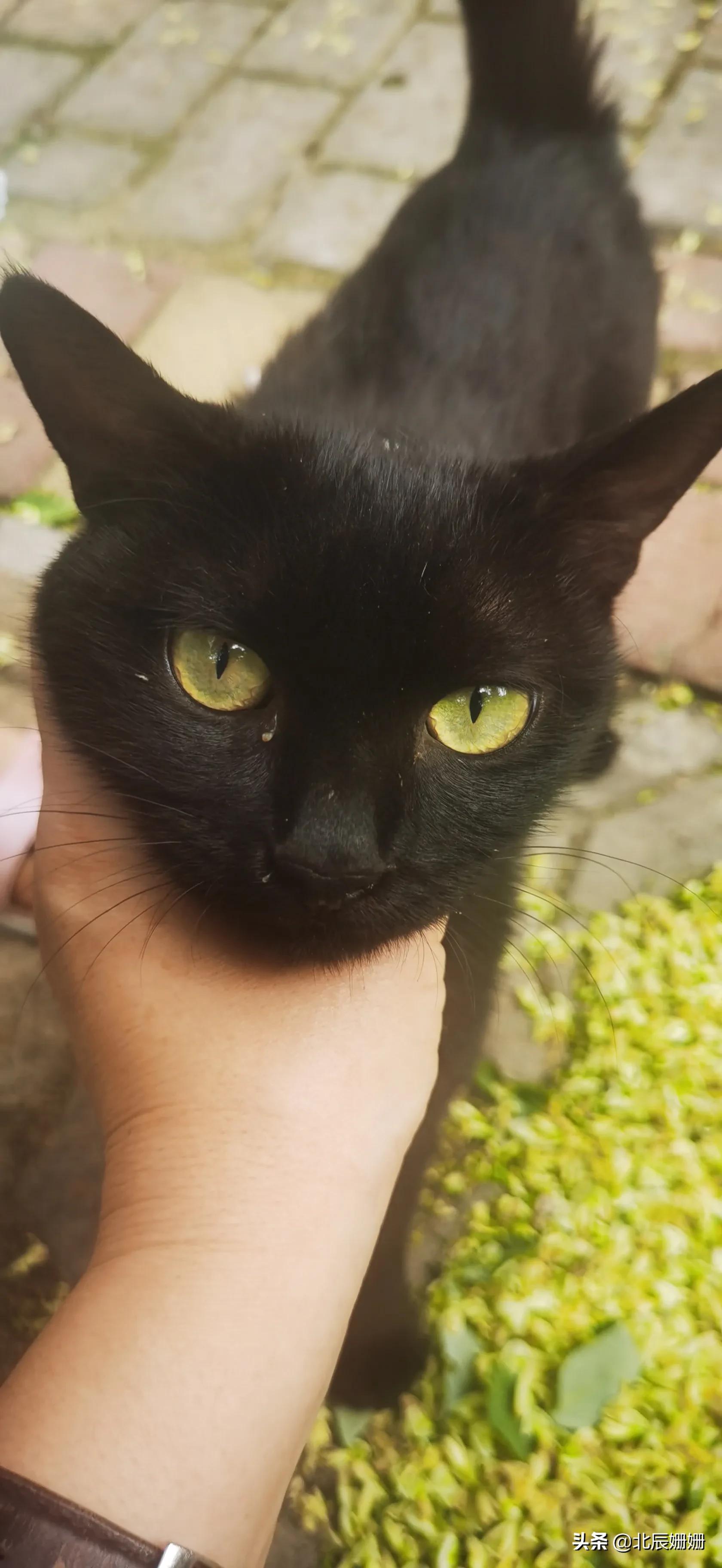 真假黑猫警长全文,真假黑猫警长完整版