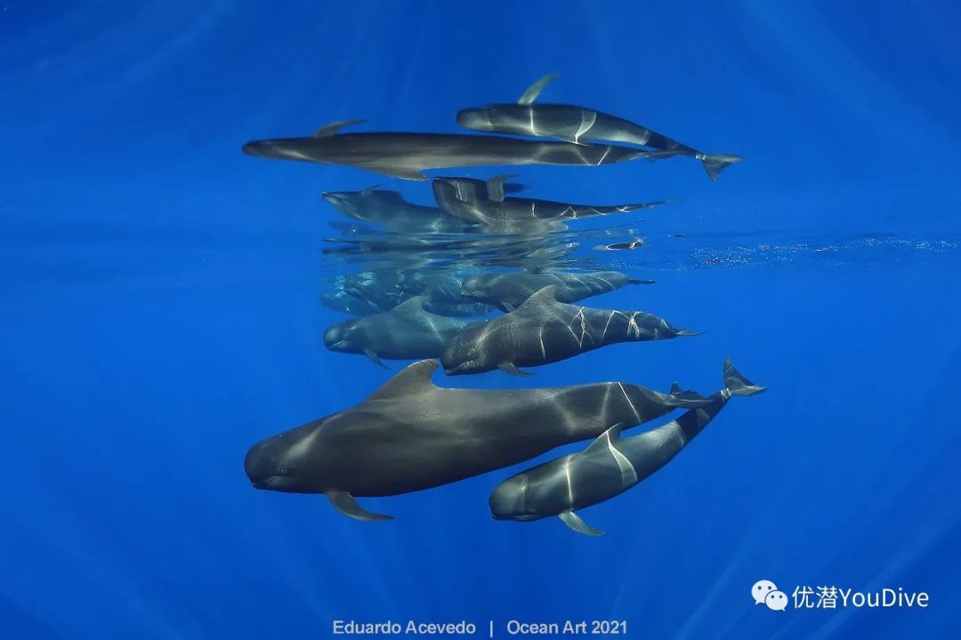 大海水下摄影作品欣赏,oceanart