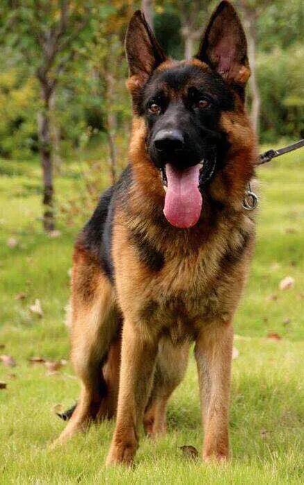 100多种名犬图片大全大图高清,100多种名犬图片大全大图