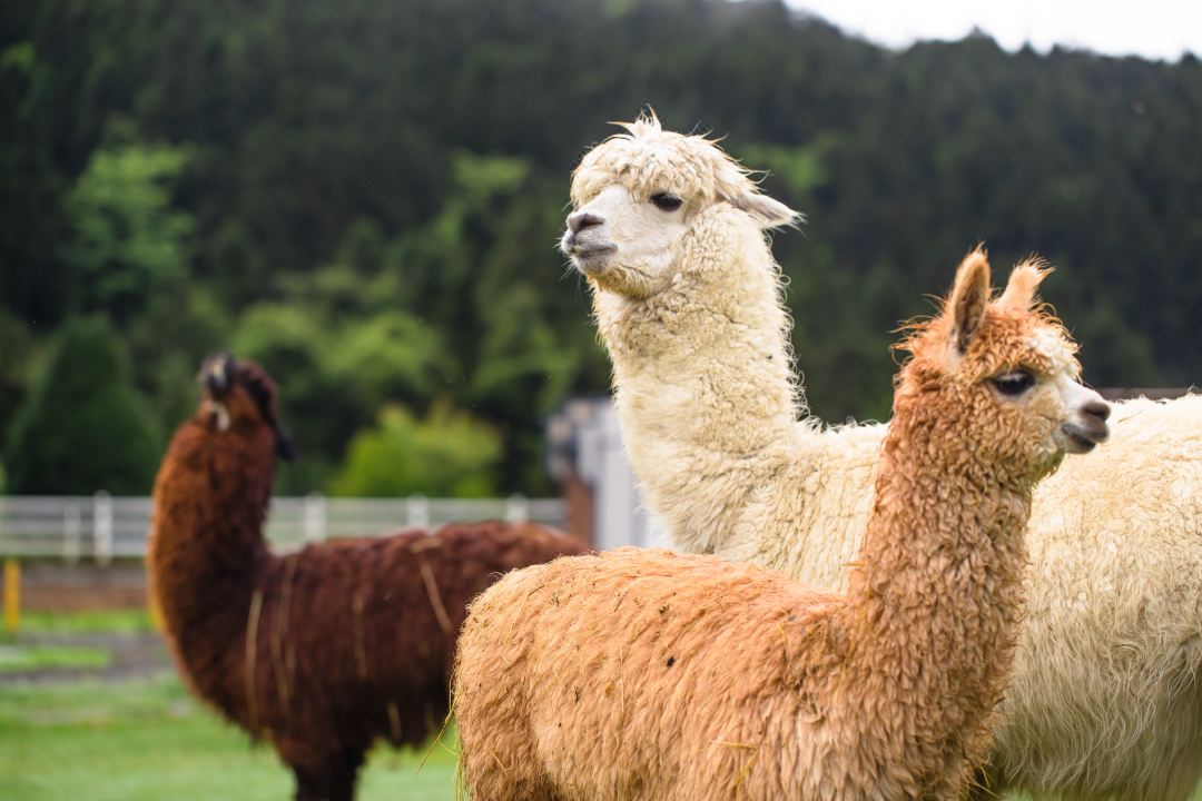 隐匿重庆仙女山公园内的酒店，足不出户尽享自然温暖，私性超高