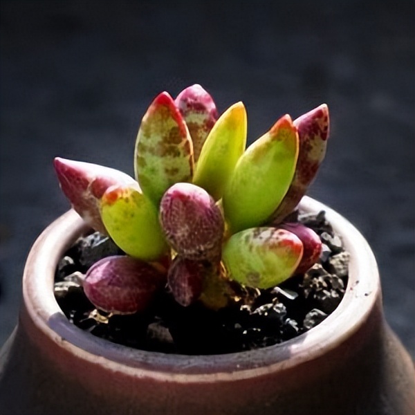 102个大类近500个多肉植物图片，都极其美丽，建议在家中也养一盆