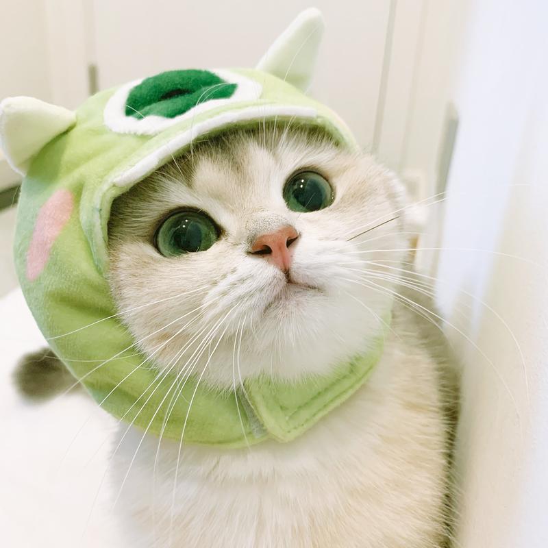 猫咪的性格会跟主人相像吗,猫咪有哪些特征代表它聪明