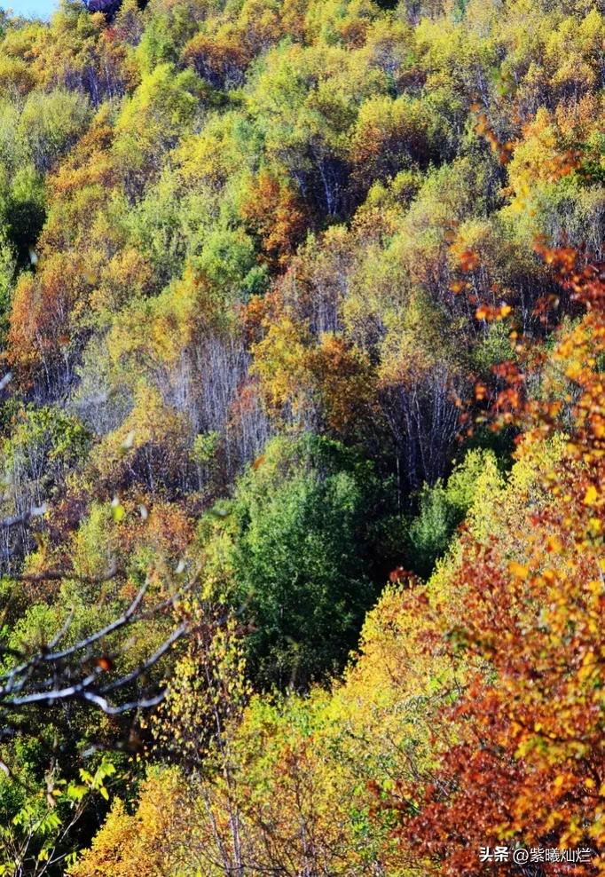 一地落叶渲染了秋色惊艳了时光,秋风亲吻银杏叶