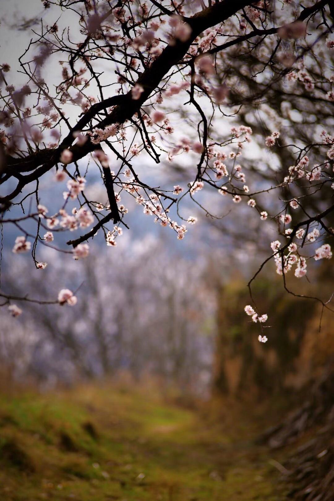 一天一首古诗词提升记忆力,古诗词枫桥夜泊快速记忆方法