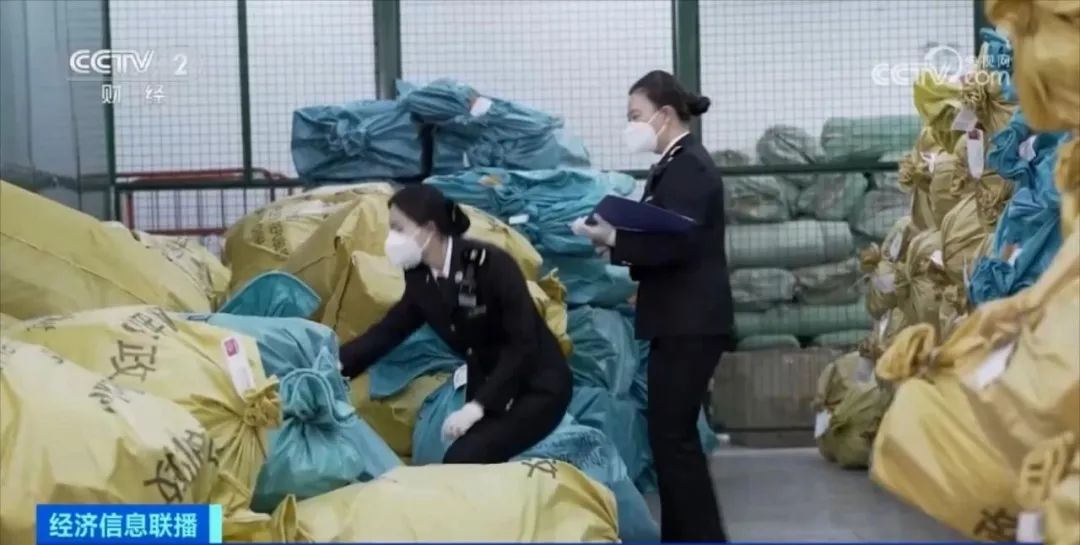 海关查获8只活体甲虫视频,海关截获多只活体甲虫