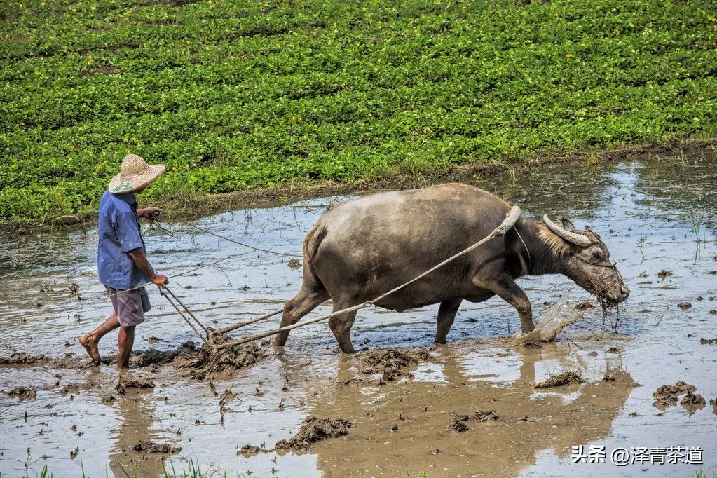 写春天的著名唐诗宋词加赏析,100首关于春天的唐诗宋词