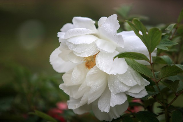最美的国花牡丹,美丽壮观的国花牡丹