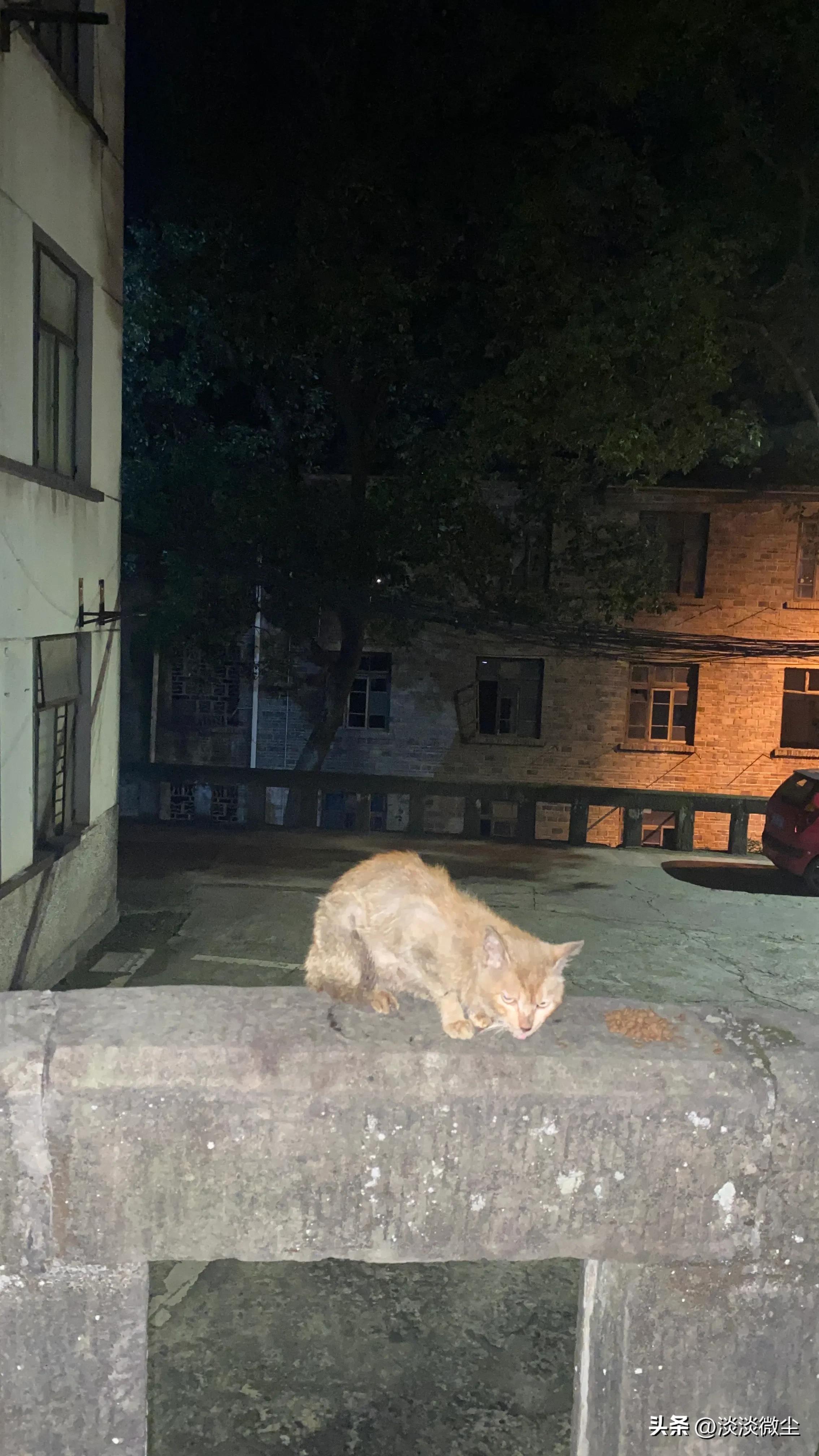 坚强的口炎猫，可我没办法拯救你！