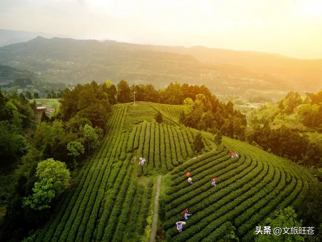 旺苍六大茶乡,个个香飘万里!看看你最熟悉哪几个?