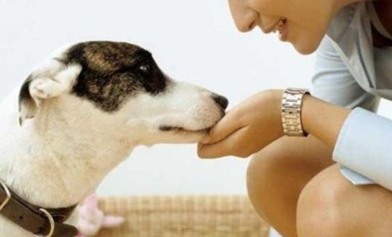 狗狗不吃东西怎么办才能吃得少,狗狗不吃东西怎么办必须要喂