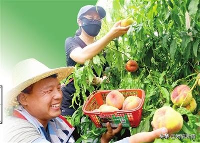 天津开展“原种”保卫战已搜集整理656份种质资源