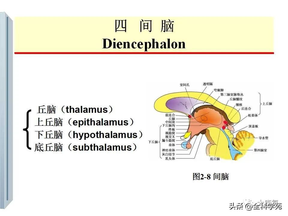 神经系统的影像与解剖定位,最全神经解剖图