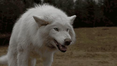 猫得了狂犬病一定会表现出症状吗,狂犬病初期症状一般在被咬几天后