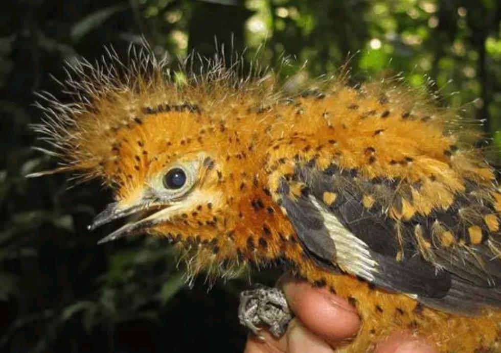 男子户外遇怪鸟受伤全身雪白带灰,湖北一男子回家途中看见一只怪鸟