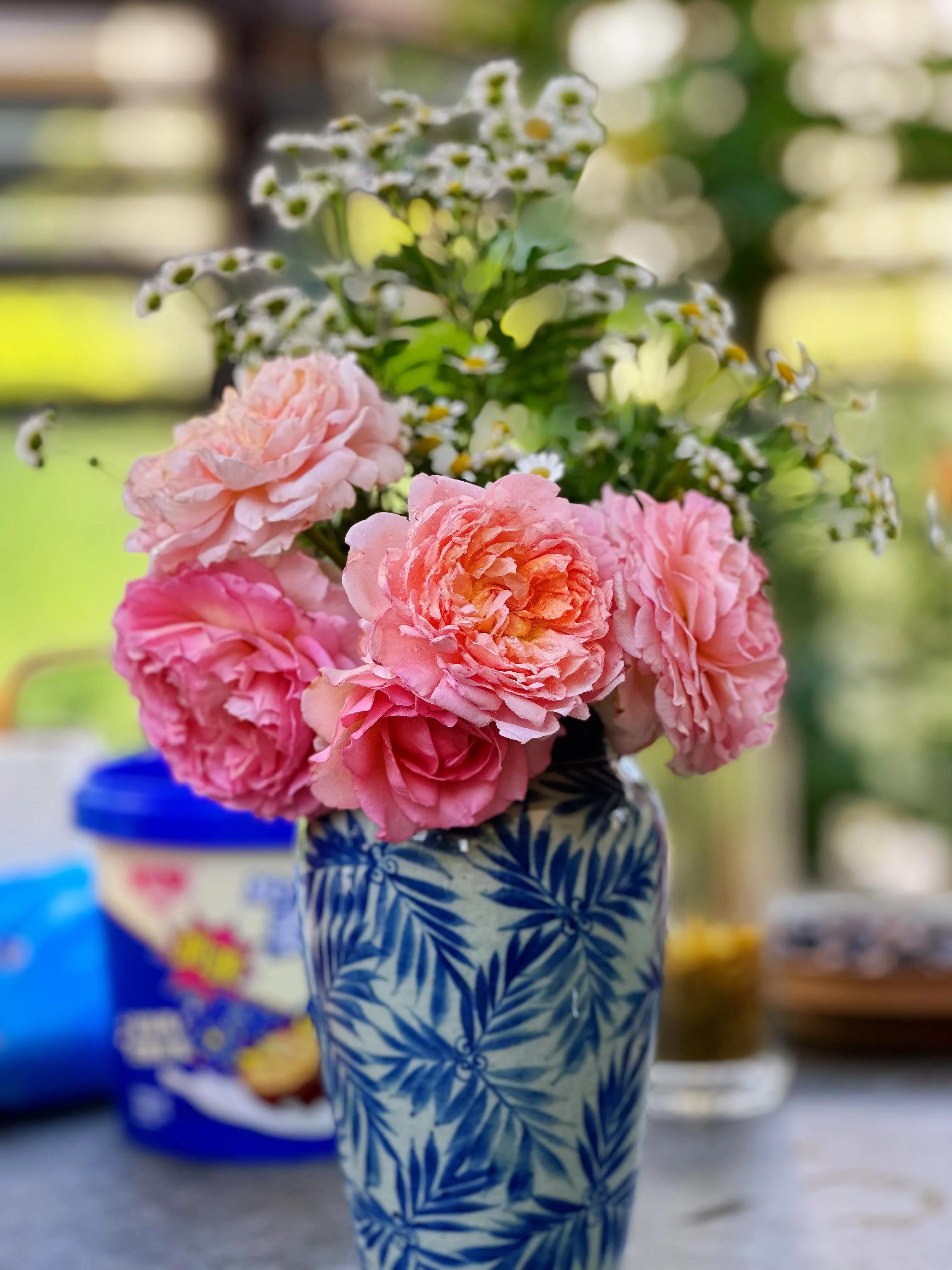 多季节开花的月季有哪些,夏天月季开花不标准