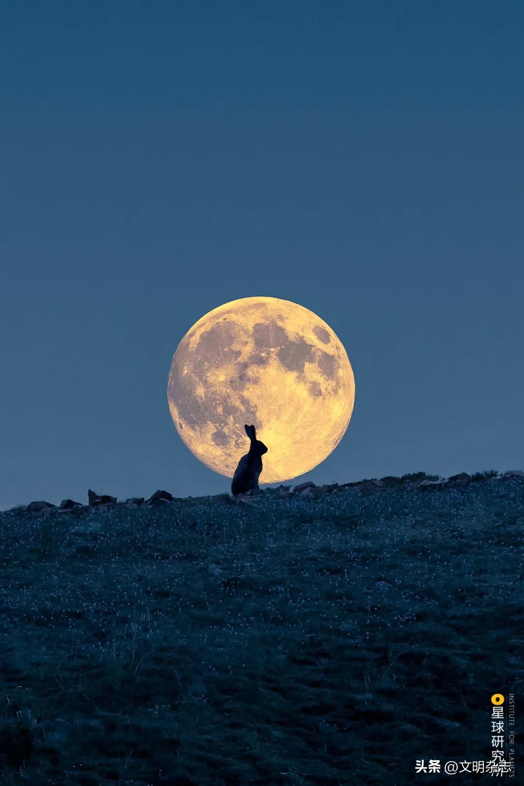 兔子来阳台,兔子来到新家