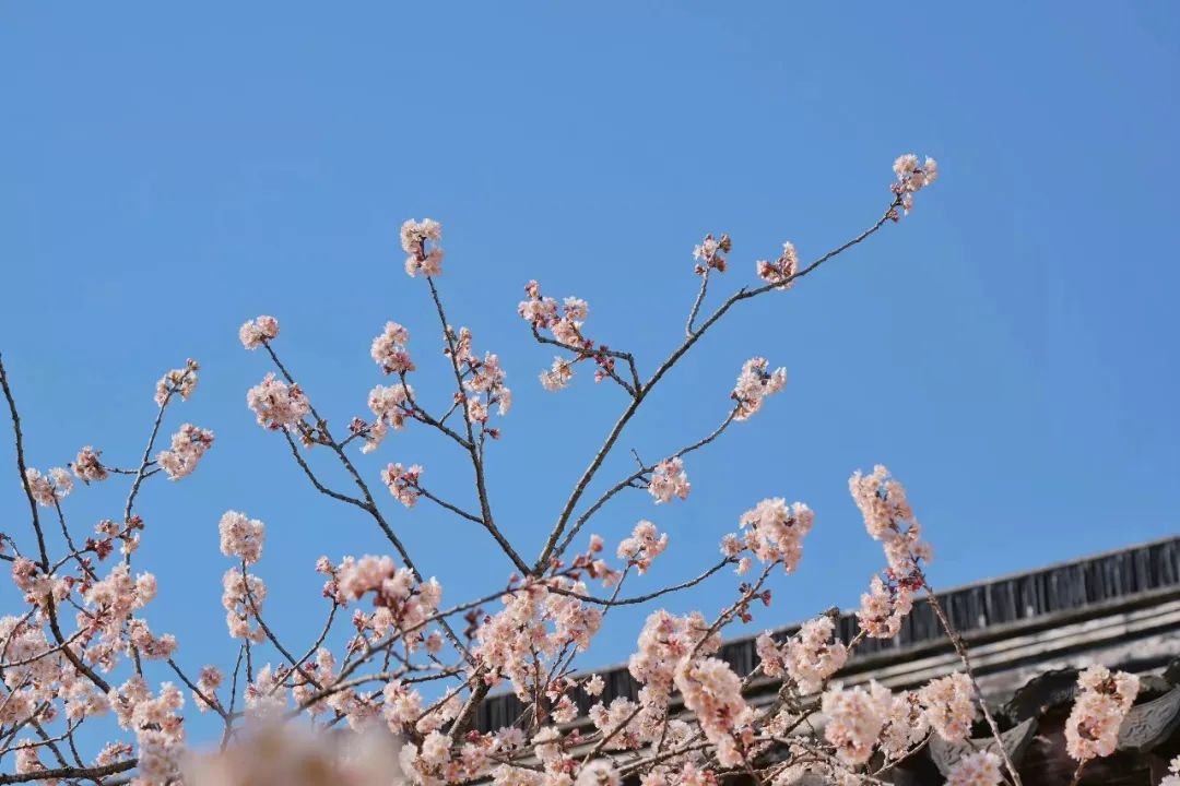 江南风物丨用一场“樱笋厨”，饯别江南的春天