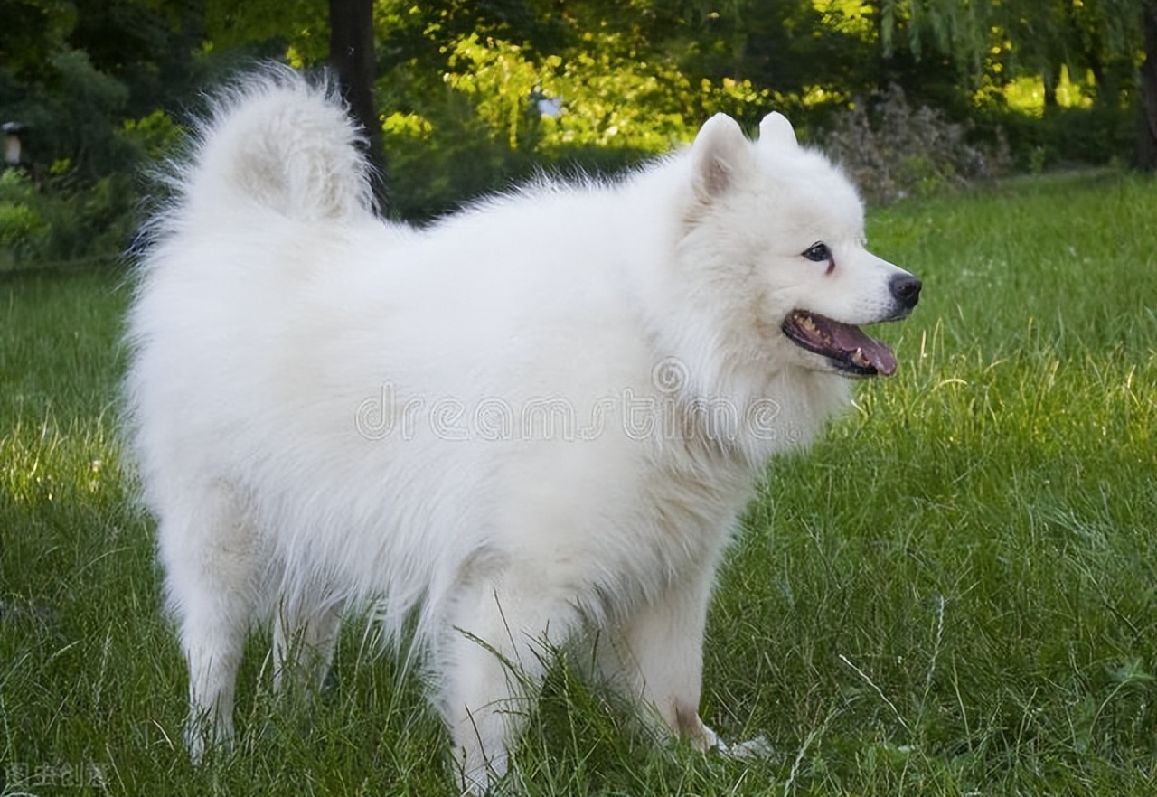 萨摩耶和串串的长大后会变成什么,纯种萨摩耶和串串的区别