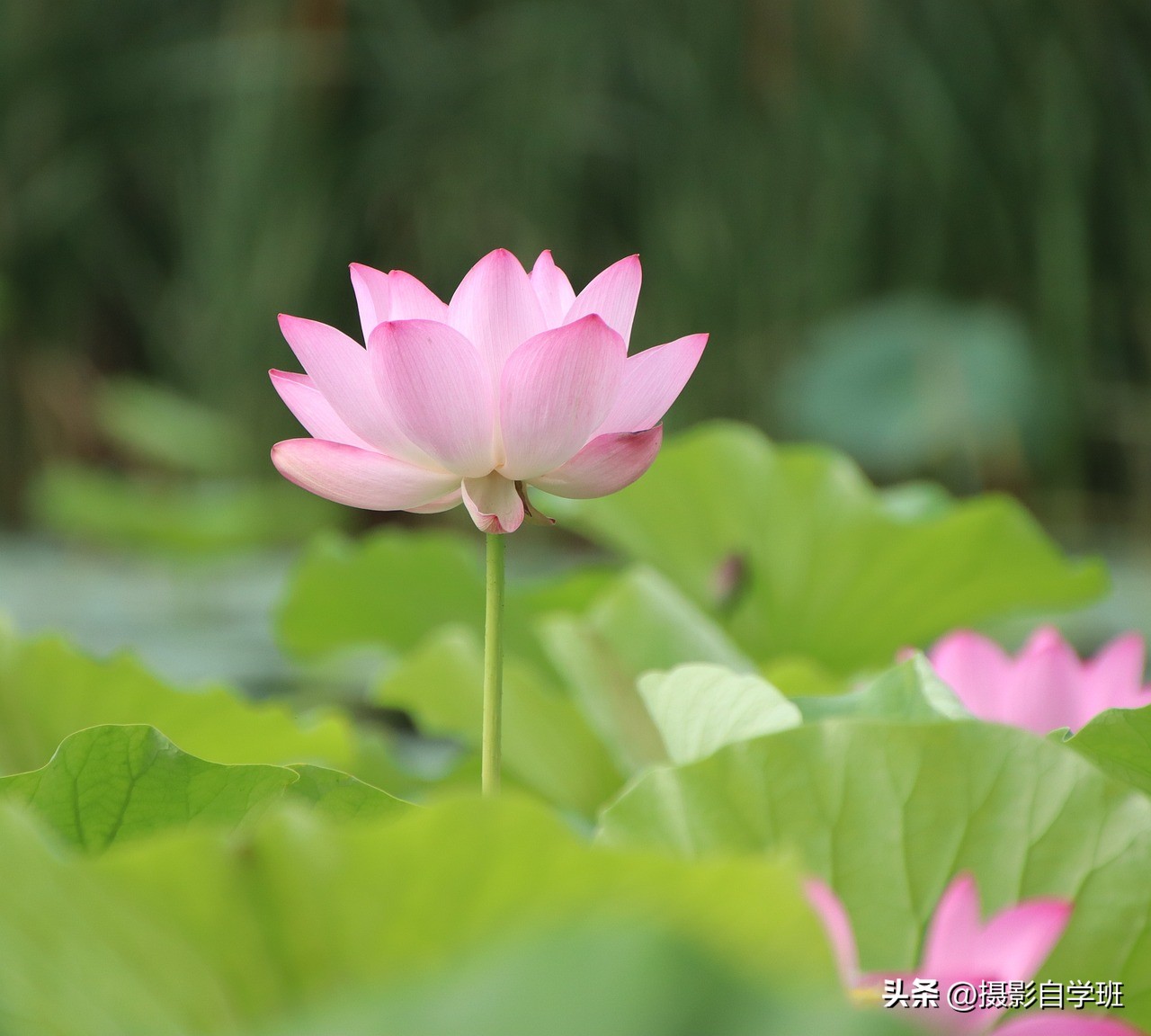 荷花摄影的拍摄方法和技巧,拍摄荷花摄影新手别犯这8个错误