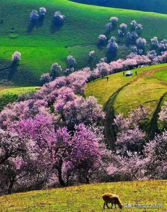 大美新疆的风景有哪些,大美新疆北疆美