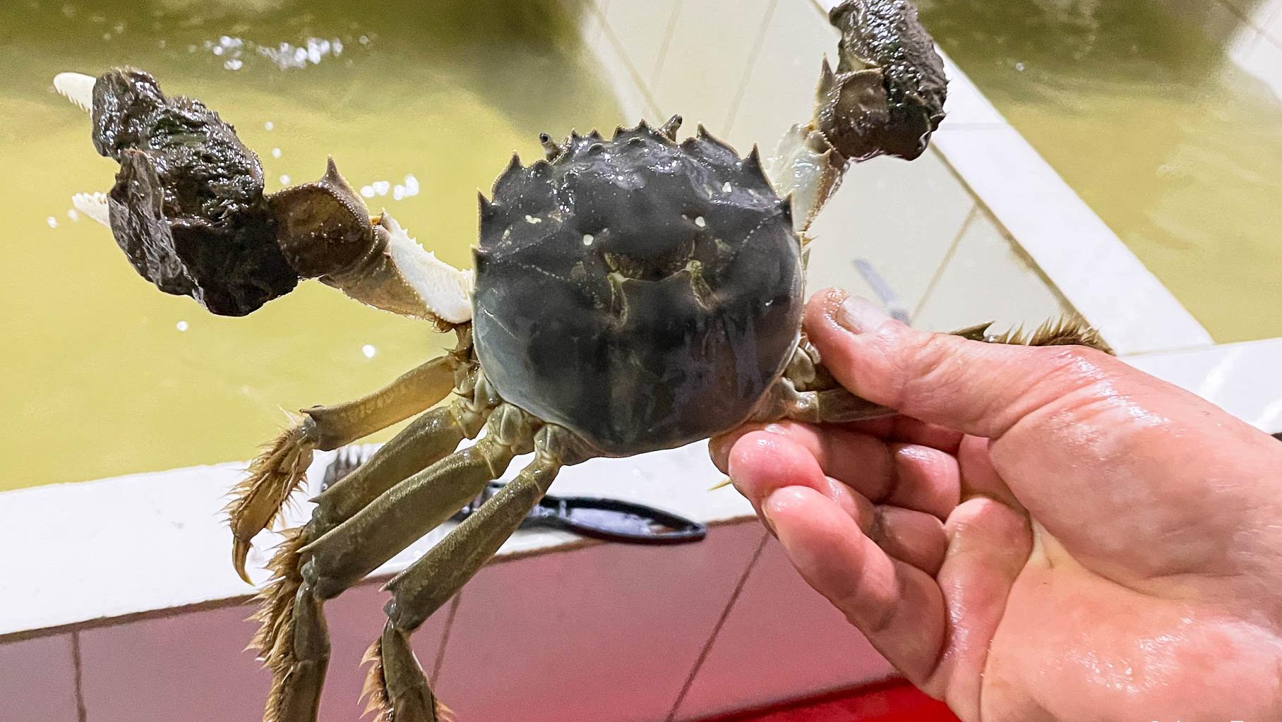 真正的阳澄湖大闸蟹产量,全国一年大概卖多少阳澄湖大闸蟹