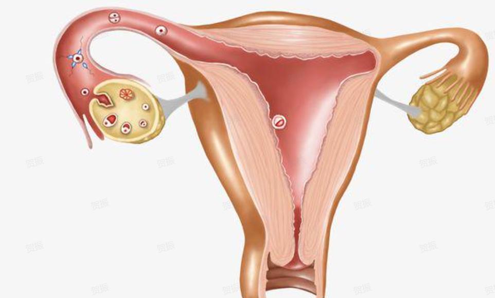 生娃子宫有什么变化,生完孩子体质发生很大变化