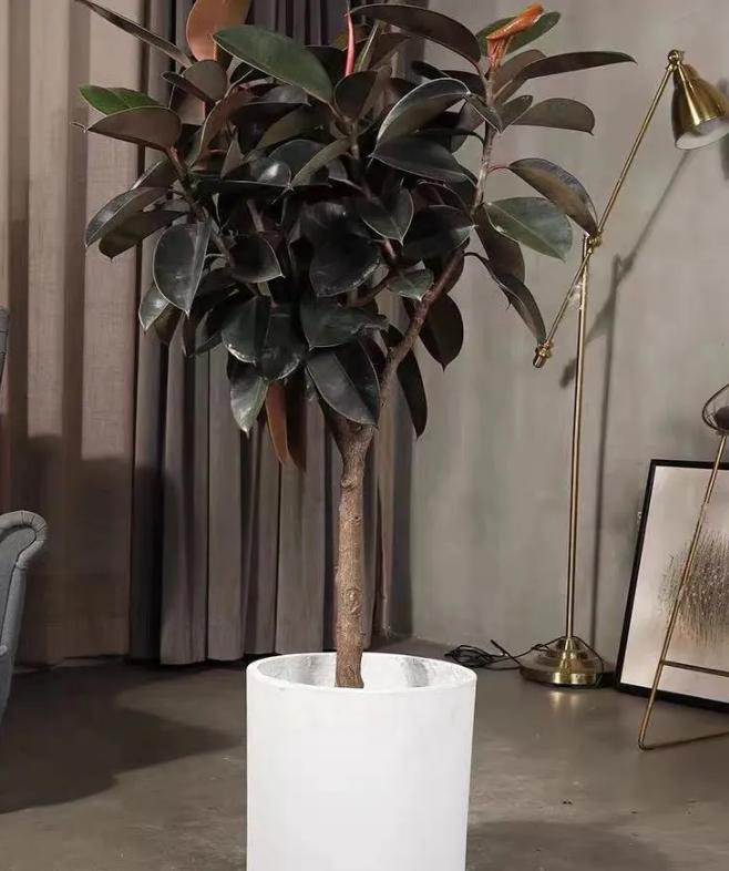 十种净化空气的绿化树,四季好养的吉祥树