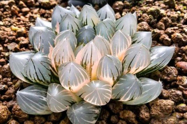 三年前很贵的普货多肉,曾经昂贵的多肉品种有哪些