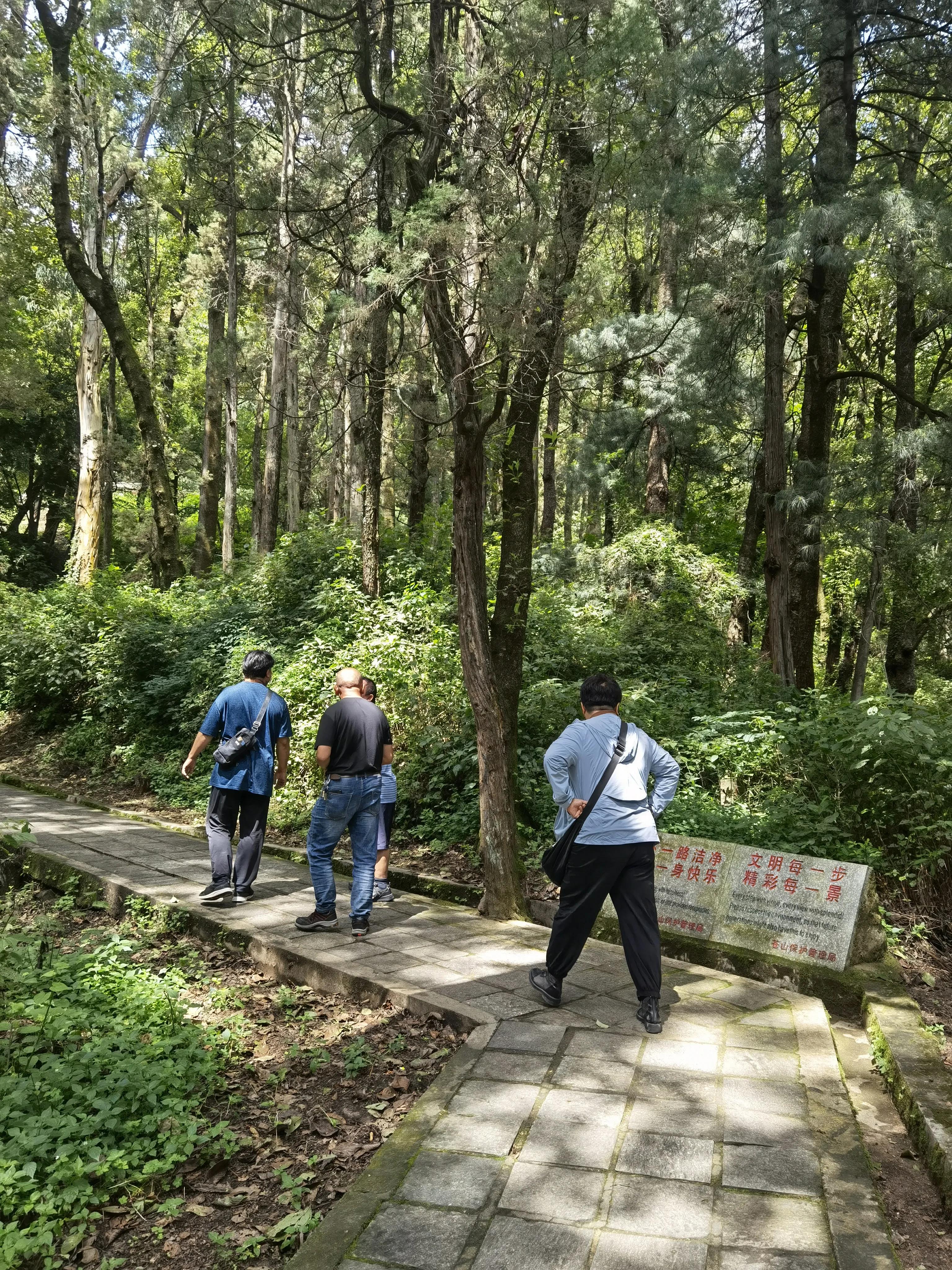 访“滇茶第一”的感通茶
