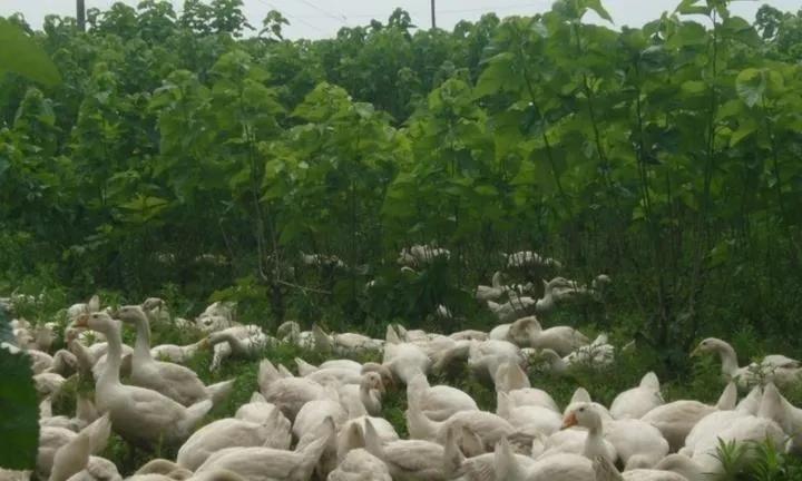 有人养鹅吗,养鹅靠什么赚钱