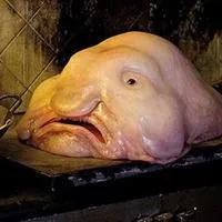 海洋里有哪些奇特的海洋生物,海洋里面都有什么奇怪的生物