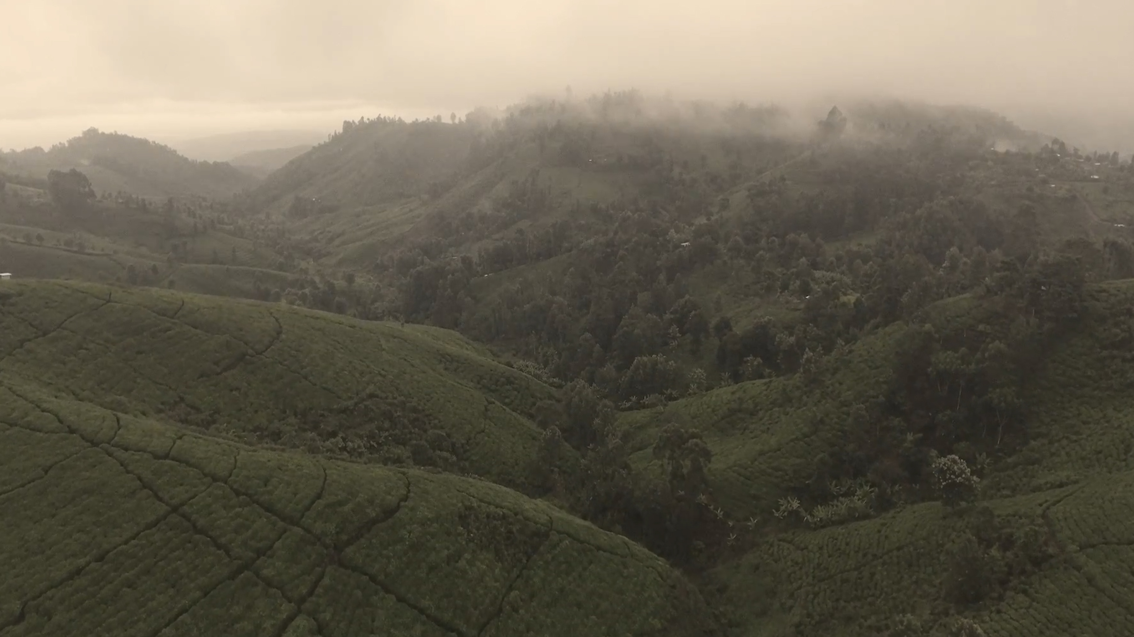 肯尼亚为什么要大量种茶,世界茶叶大国肯尼亚