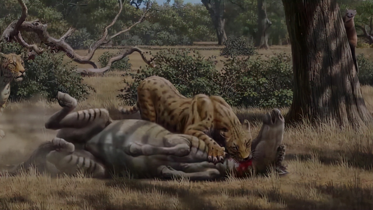 冰河时期最强的猫科秒杀东北虎,猫科霸主东北虎