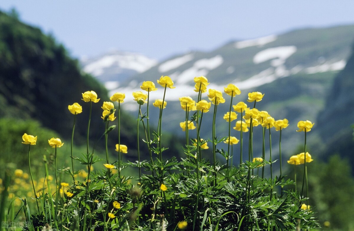 乳酸菌导致胰腺癌,乳酸菌是酸奶界的大佬