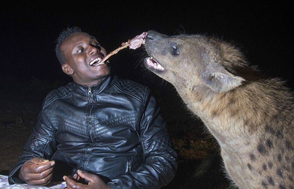 作为非洲二哥的鬣狗，为何不怕狮子怕非洲人？非洲人怎么对它的？