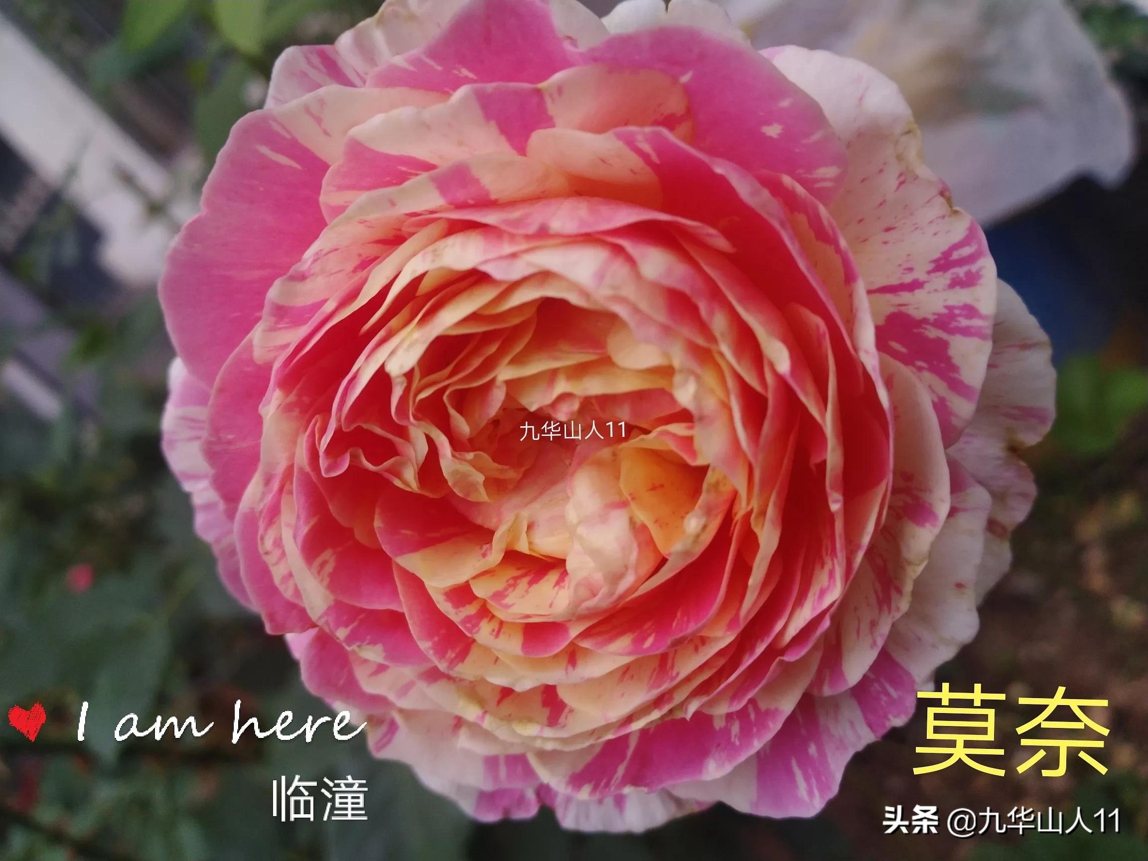 大花浓香勤花的月季品种,大花月季品种介绍大全图片及价格